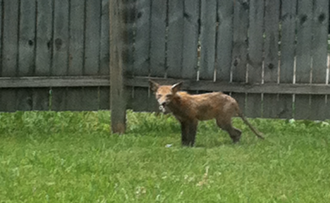 fox