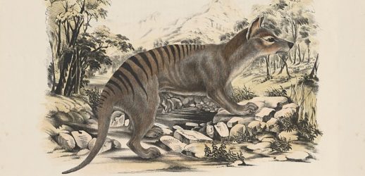Tasmanian tiger