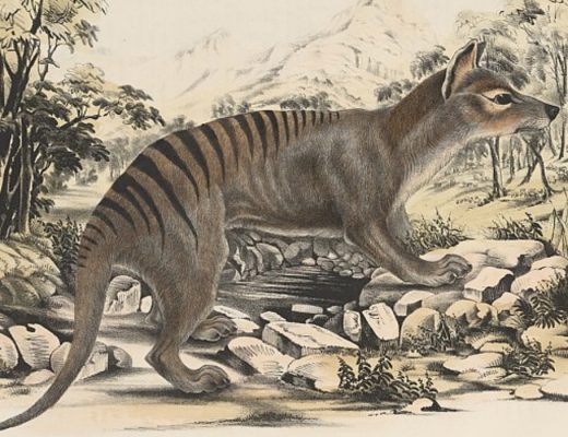 Tasmanian tiger