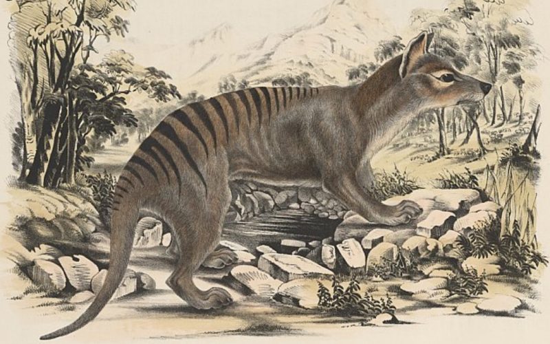 Tasmanian tiger